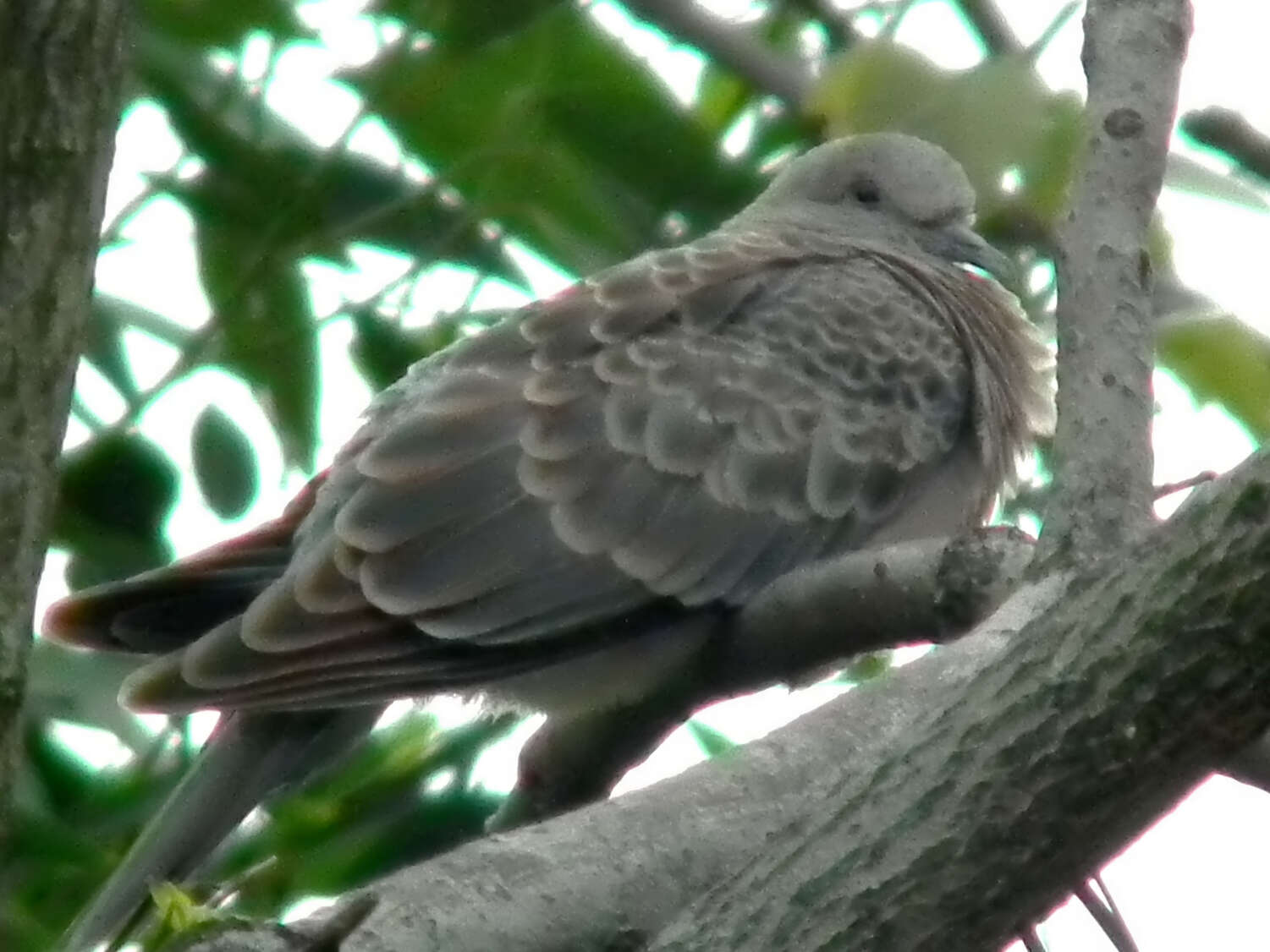 Image of Oriental Turtle Dove