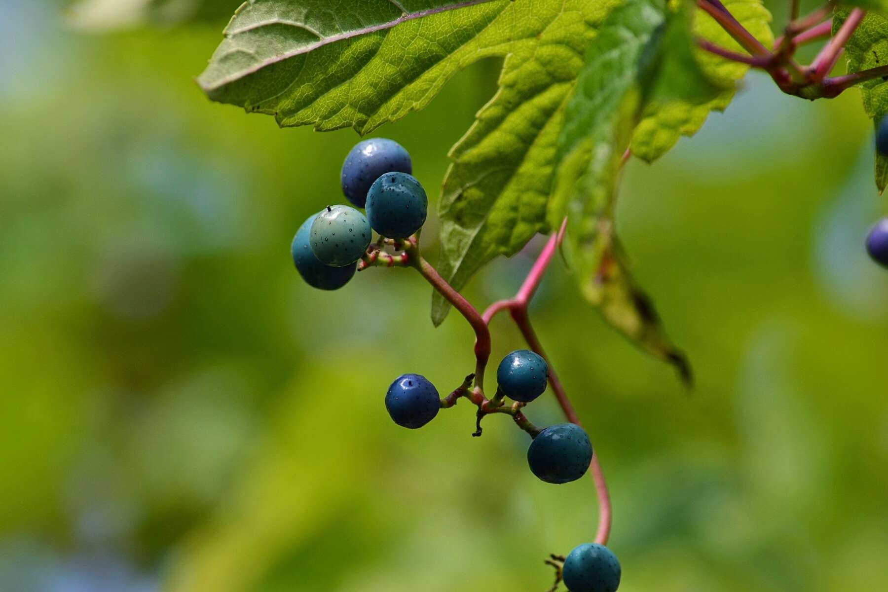 Image of Ampelopsis heterophylla var. vestita Rehd.