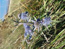 Image of amethyst eryngo