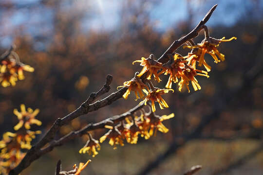 Image of Ozark Witch-Hazel