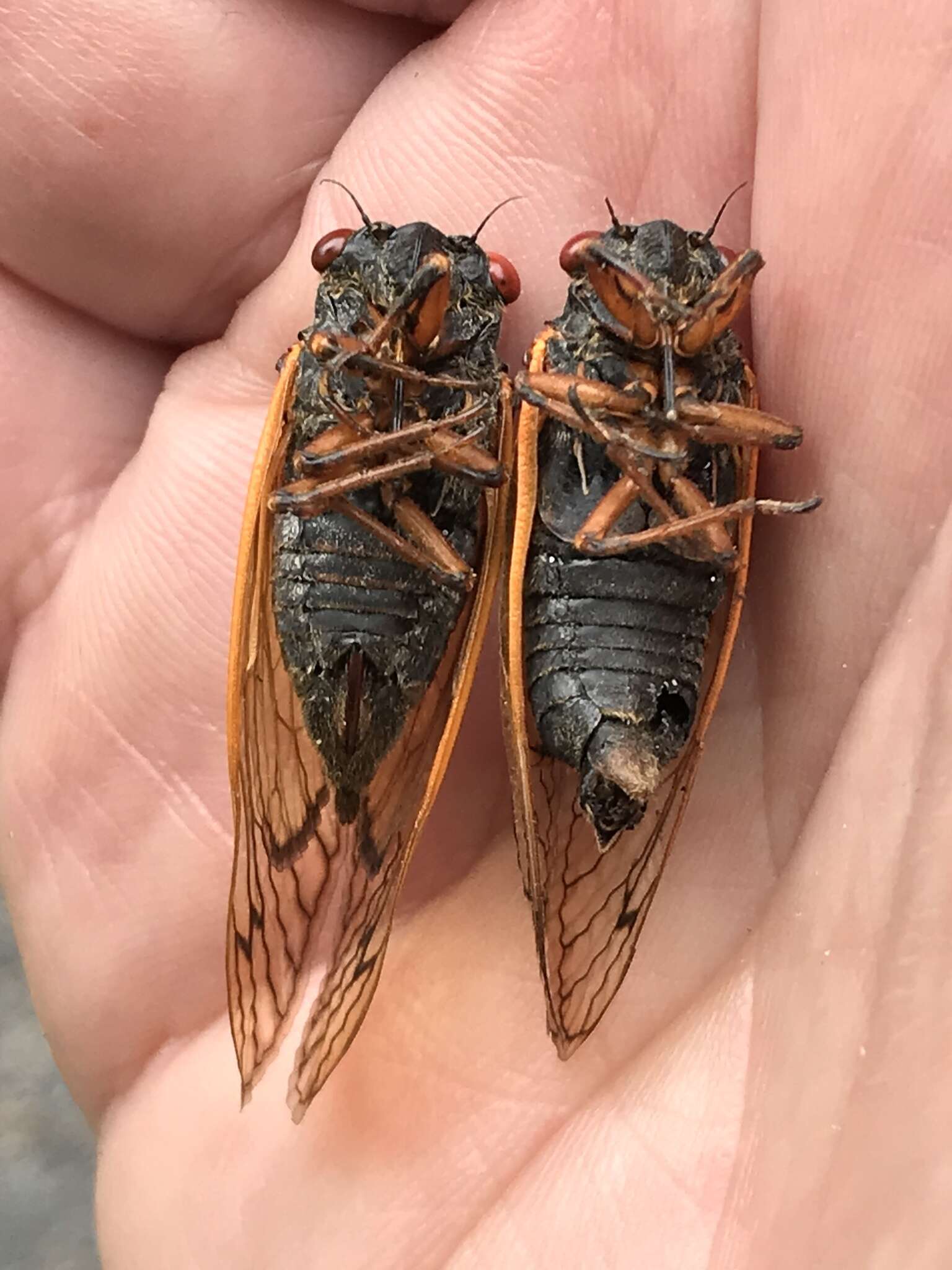 Image of Decula Periodical Cicada