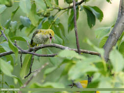 Image of Indian Golden Oriole