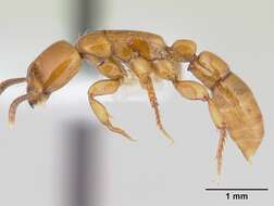 Imagem de Centromyrmex secutor