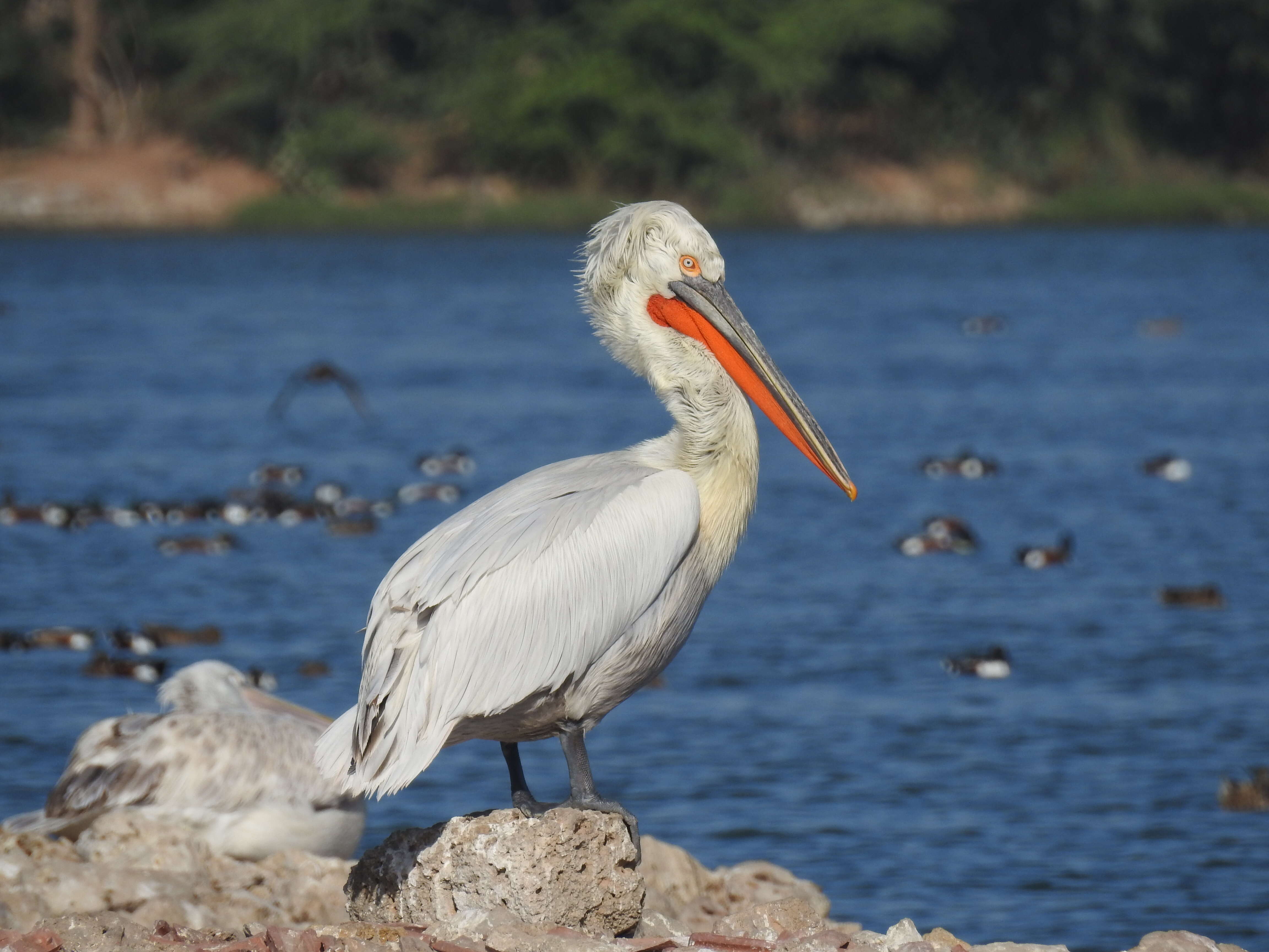 Image of Dalmatian Pelican