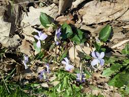 Image of common dog-violet