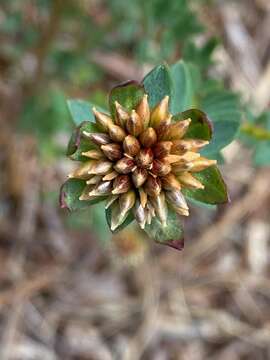 Image of Pimelea ciliata B. L. Rye