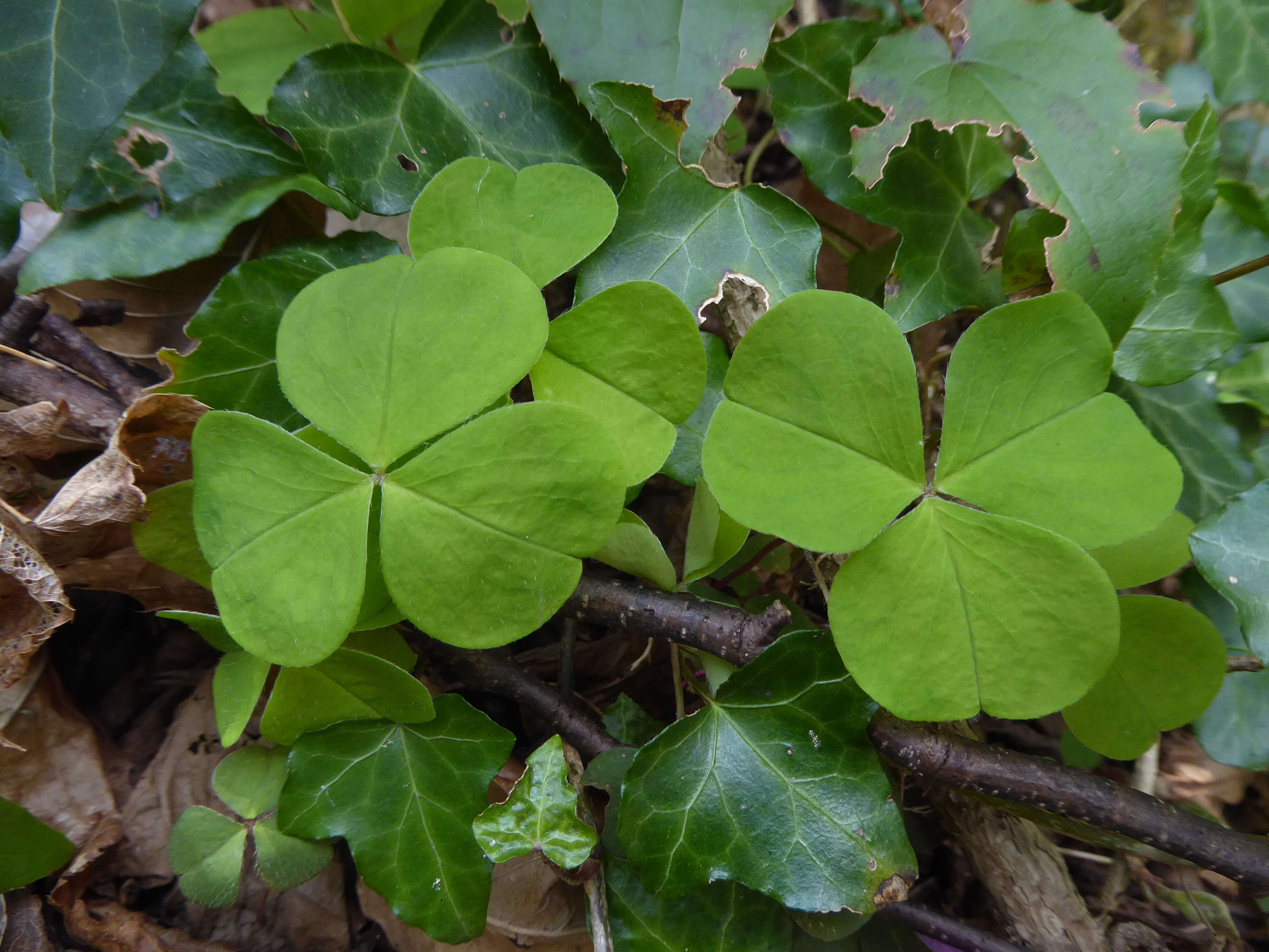 Imagem de Oxalis acetosella L.