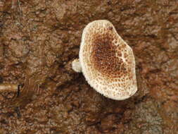 Image of Lentinus