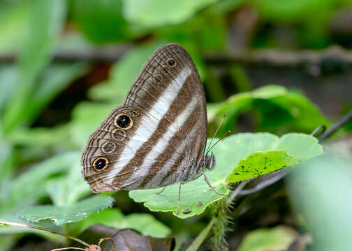 Image of Pareuptychia ocirrhoe