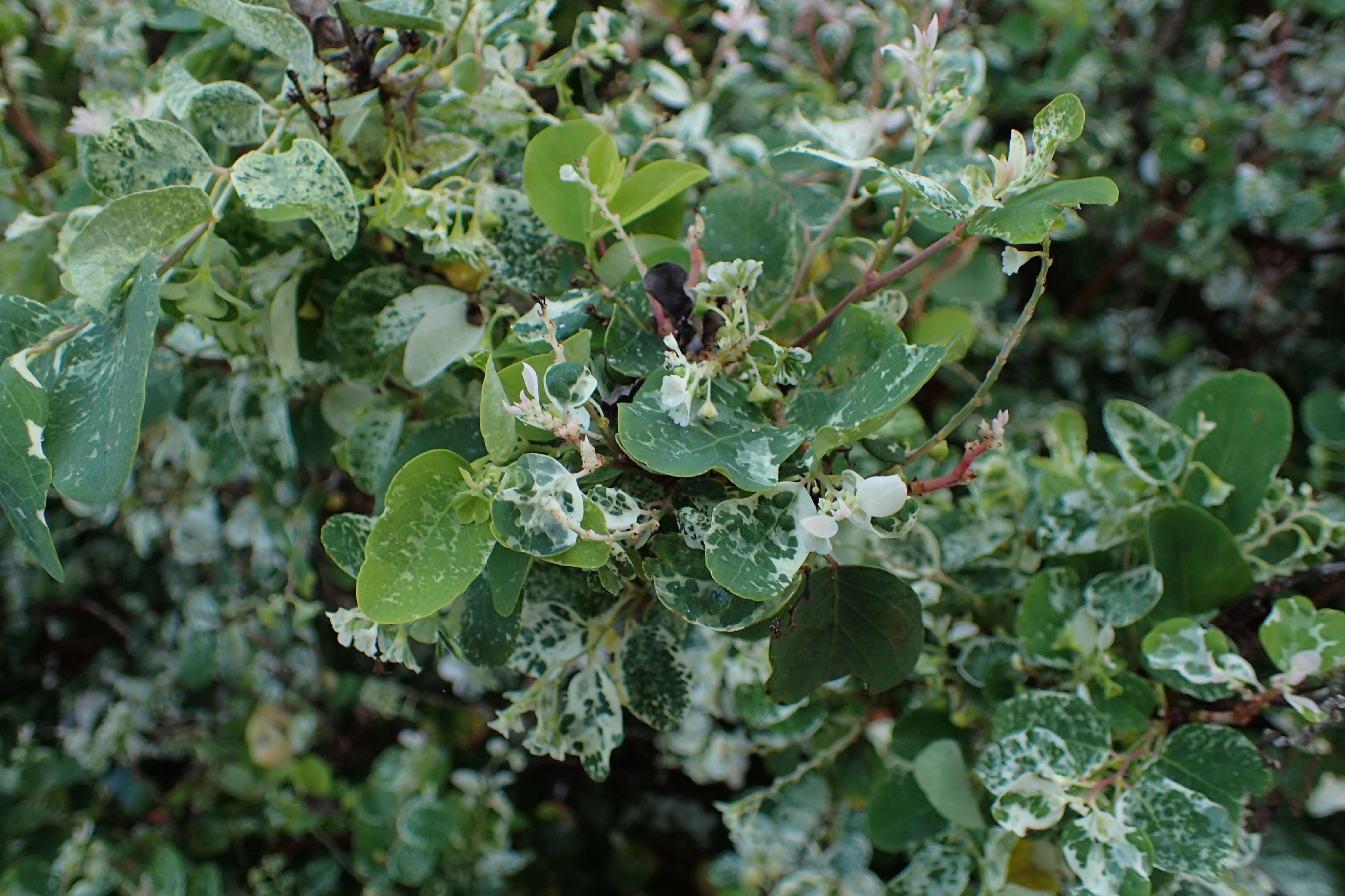 Image of snowbush