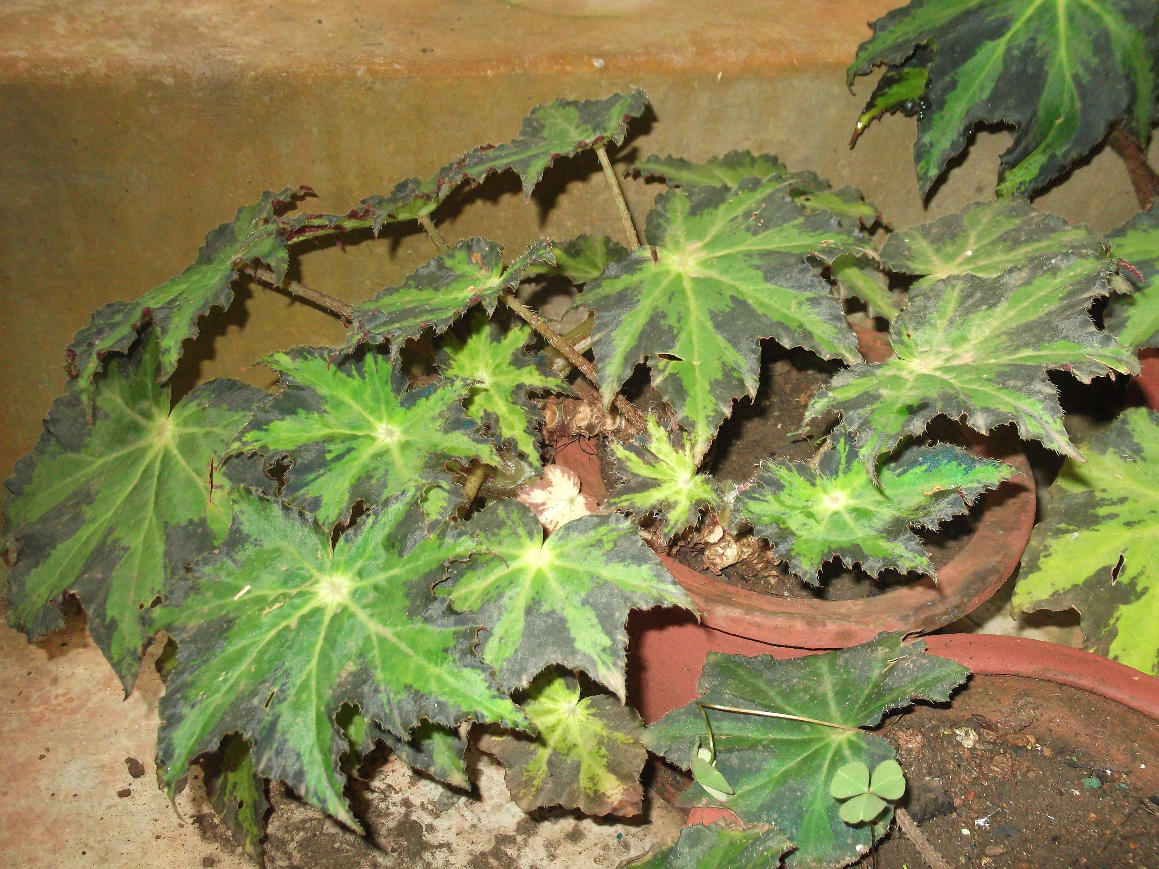 Image of starleaf begonia