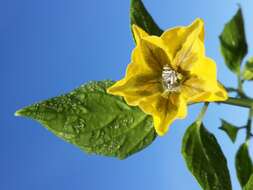 Image of Mexican groundcherry