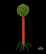 Image of Enterobacteria phage lambda