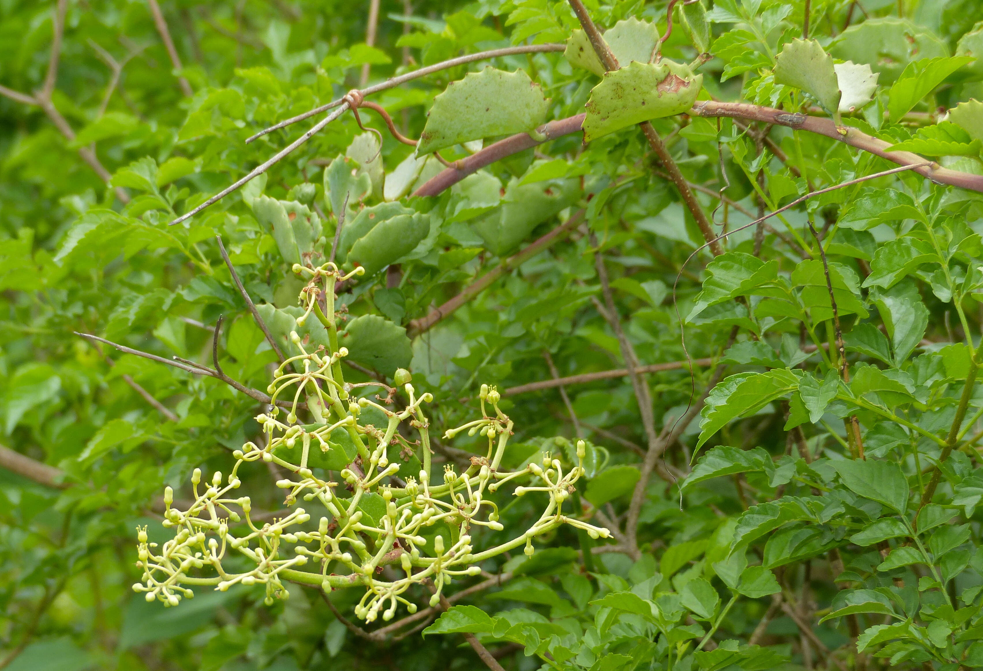 Image of Venezuelan treebine