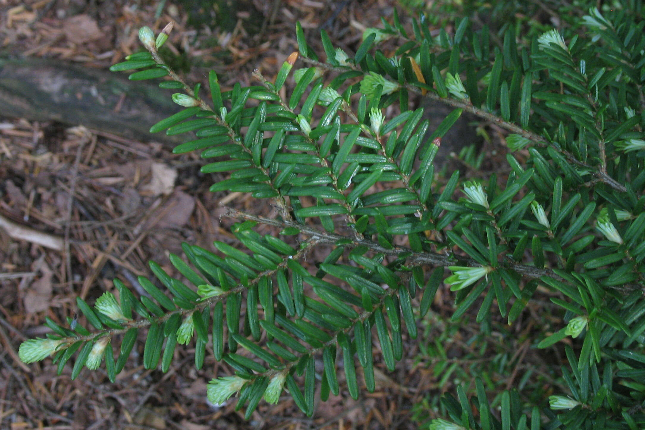 Image of western hemlock