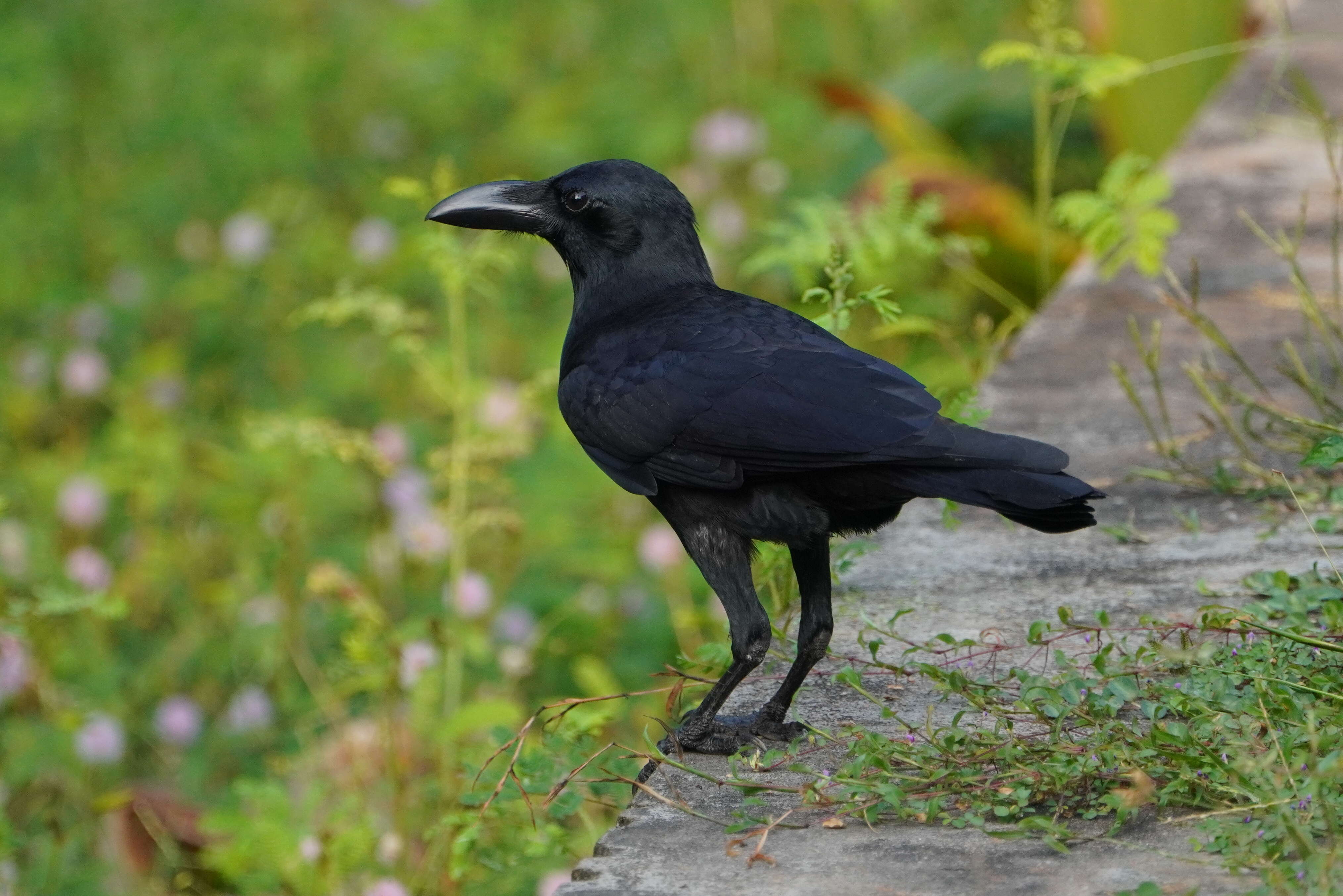 صورة Corvus culminatus Sykes 1832