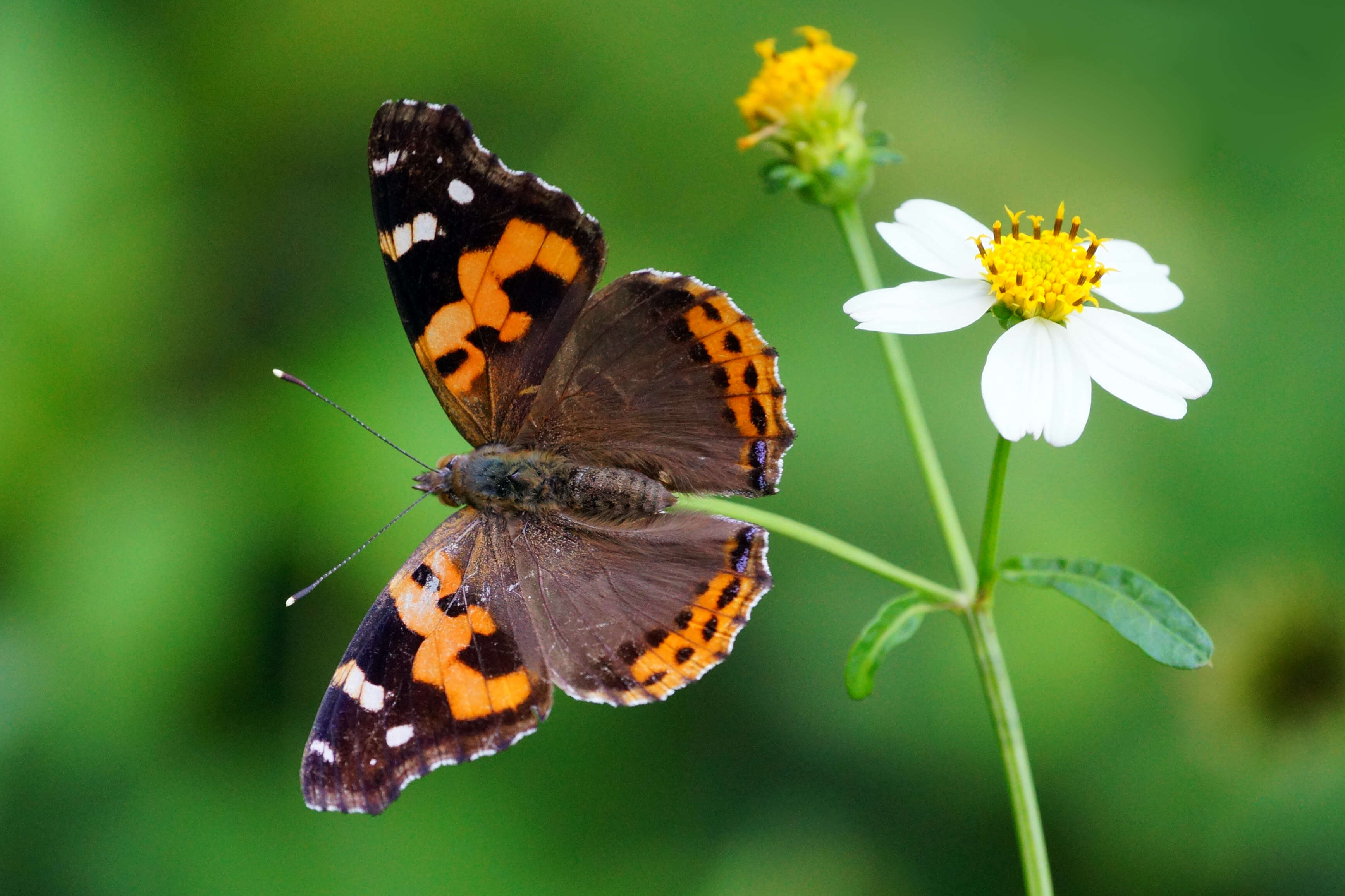 Image of Asian Admiral