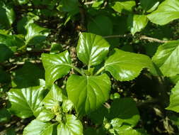 Image of Japanese climbing hydrangea