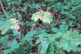 Image of mayapple