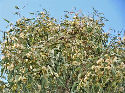 Image of forest redgum