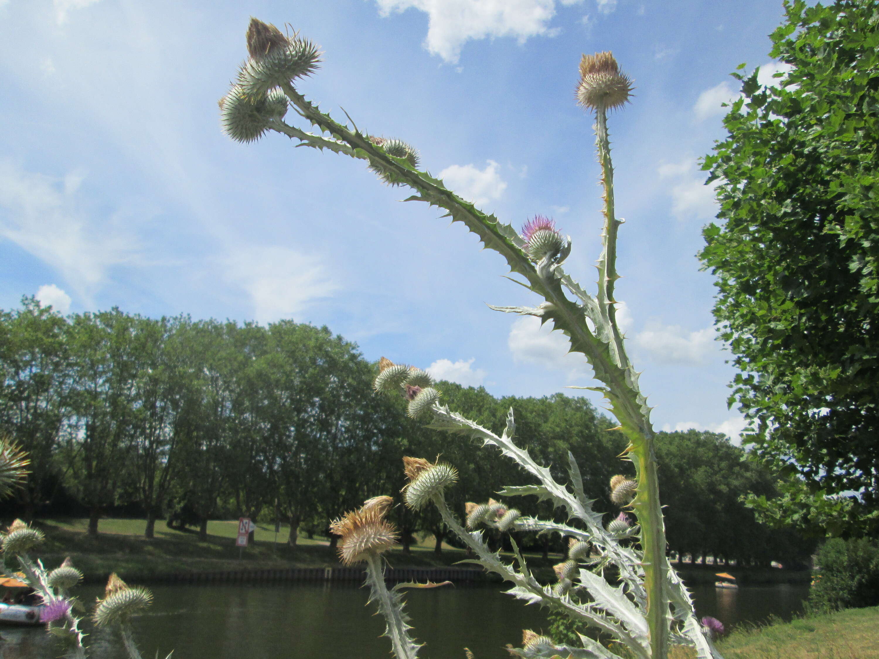 Image of Cotton Thistle