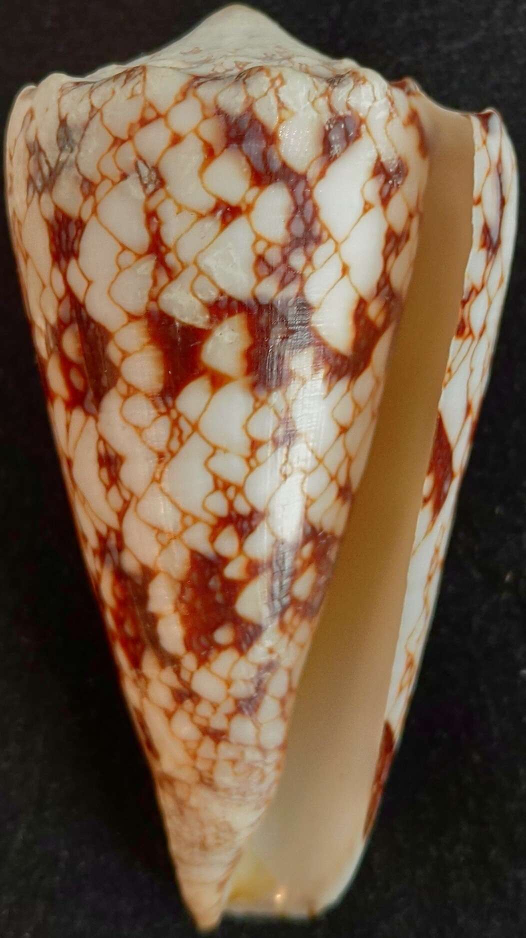 Image of Conus araneosus