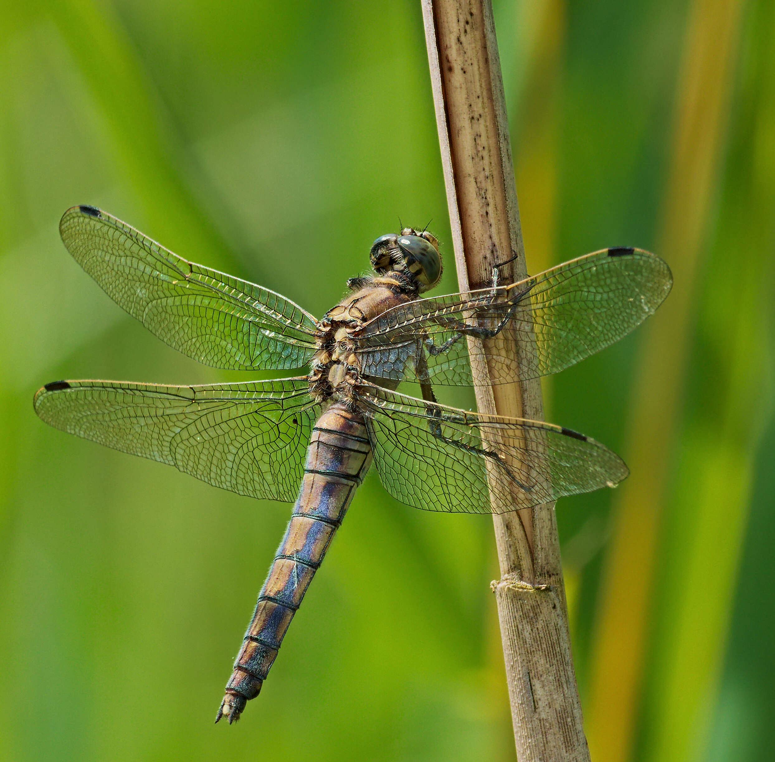 Image of Black-tailed Skimmer