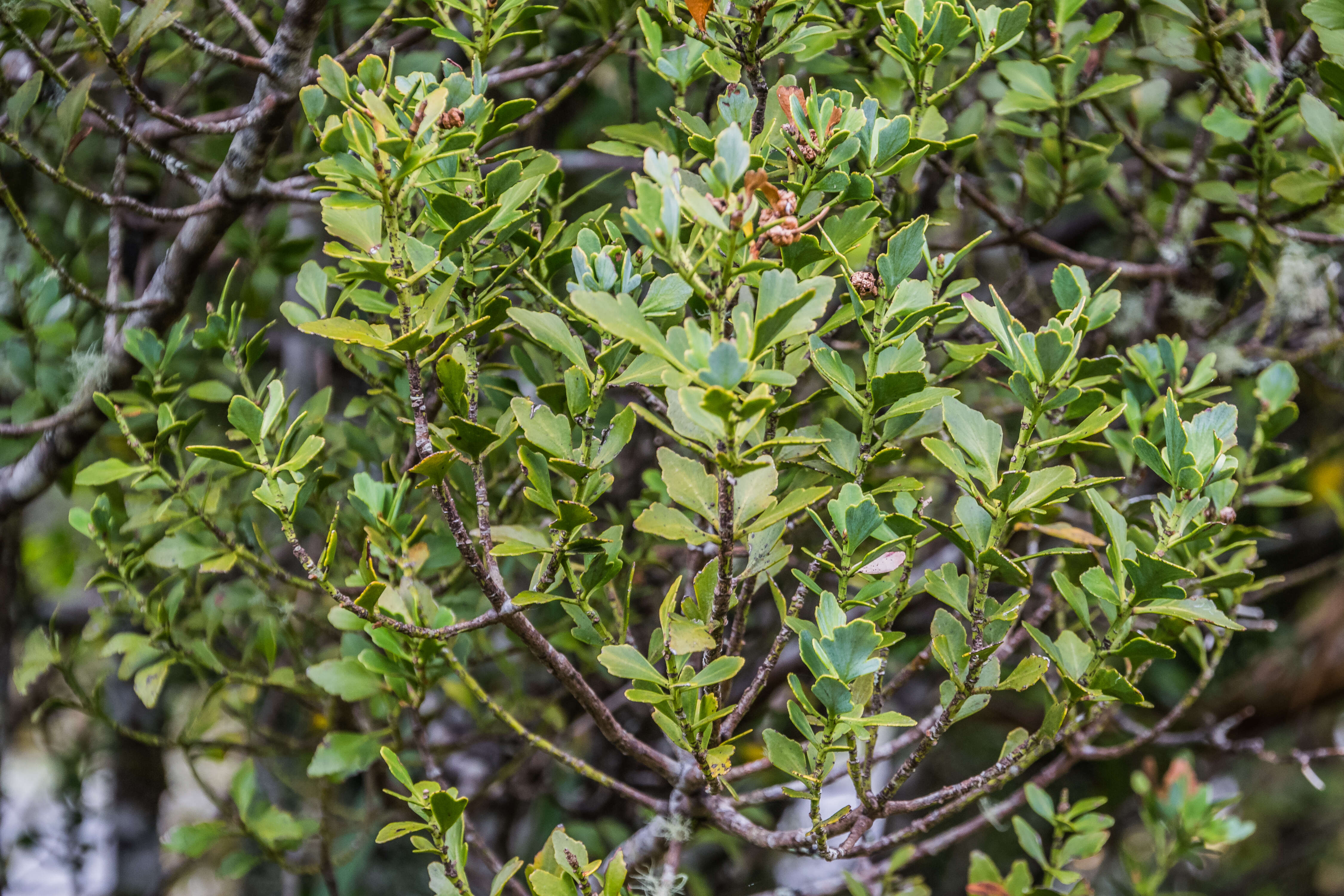 Image de Phyllocladus trichomanoides var. alpinus (Hook. fil.) Parl.