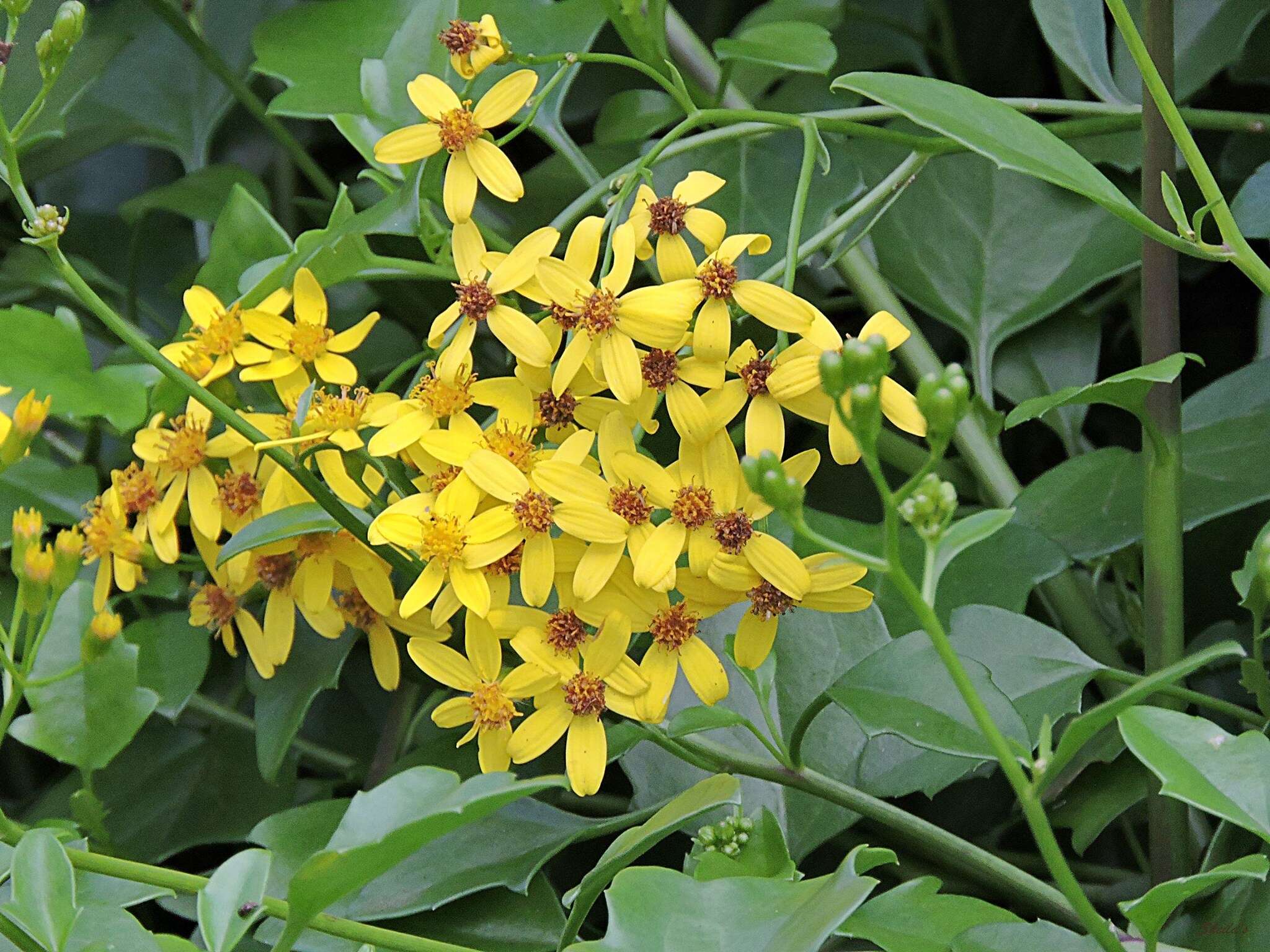 Image of creeping groundsel