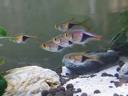 Image of Harlequin rasbora