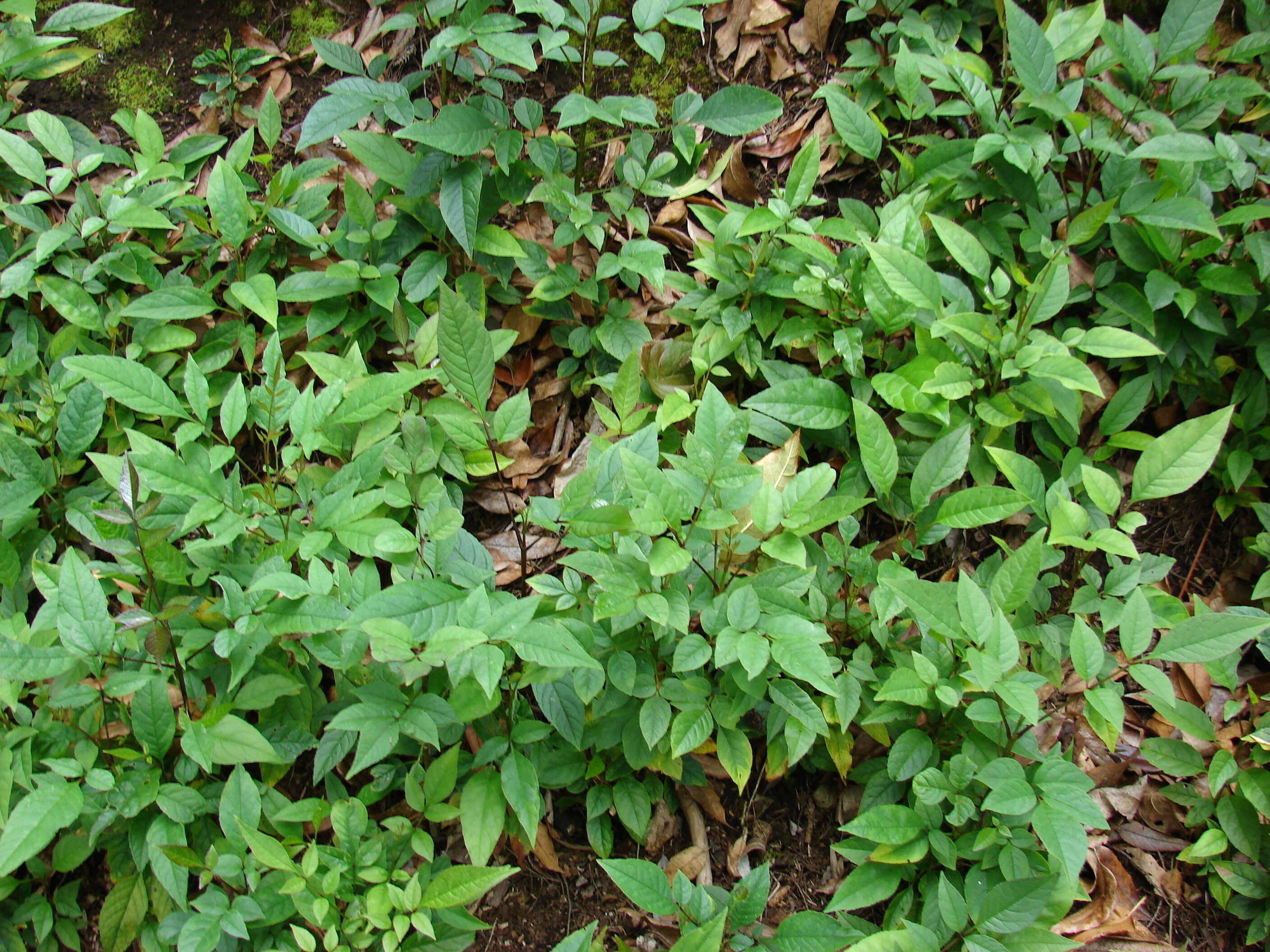 Слика од Fraxinus uhdei (Wenz.) Lingelsh.