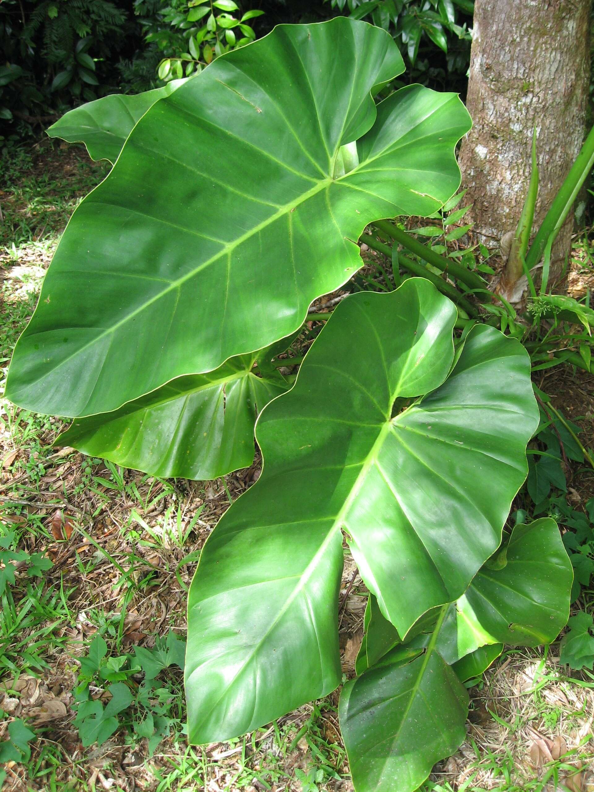 Image of philodendron