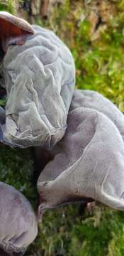 Image of ear fungus