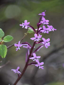 Image de Orchis brancifortii Biv.