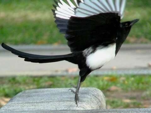 Image of Oriental Magpie