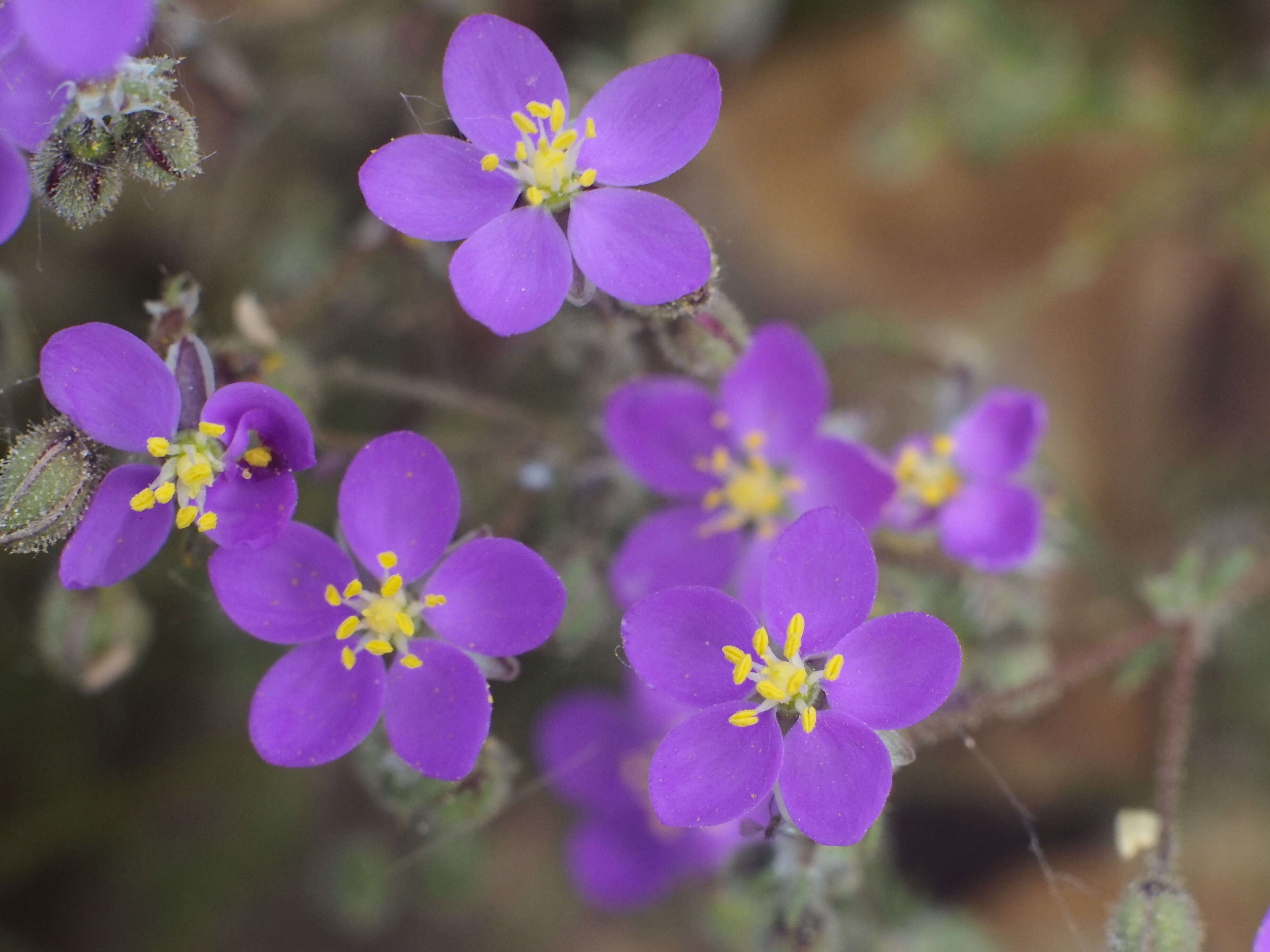 Image of red sandspurry