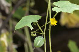 Image of garden cucumber