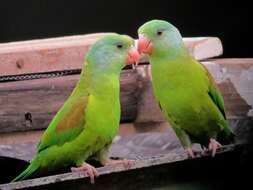 Image of Orange-chinned Parakeet