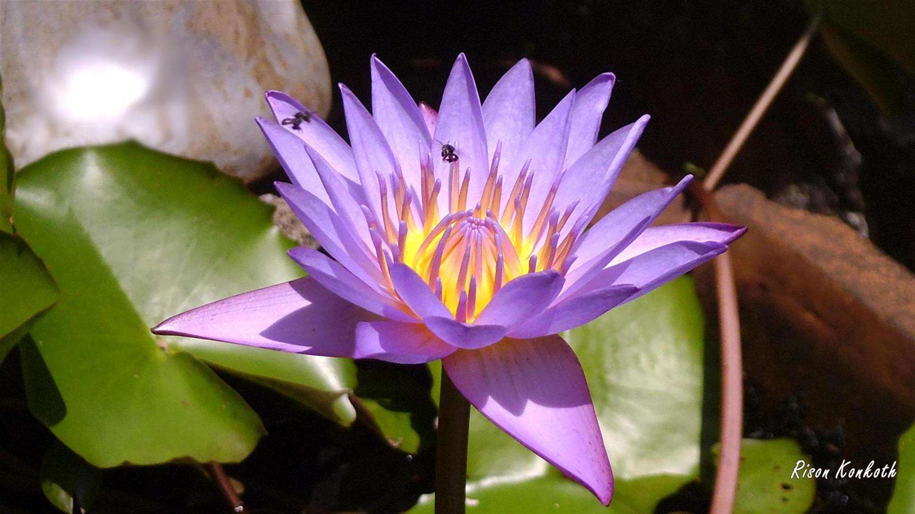 Image of waterlilies