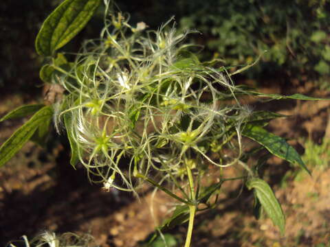 Imagem de Clematis javana DC.