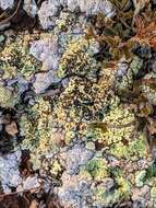 Image of Schleicher's Cracked Lichenen