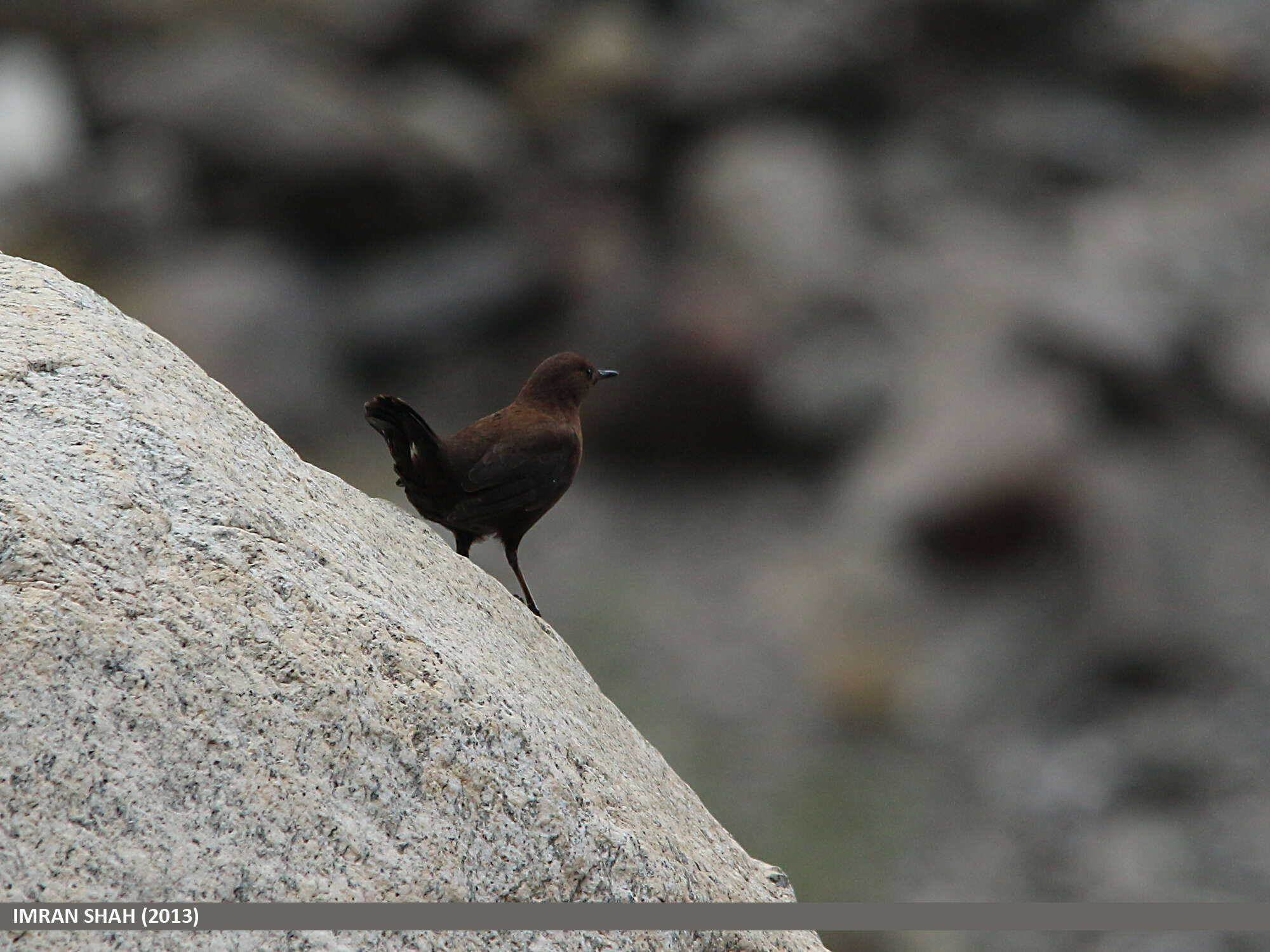 Image of Brown Dipper