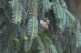 Image of Golden-crowned Kinglet