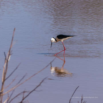 Image of Pied Stilt