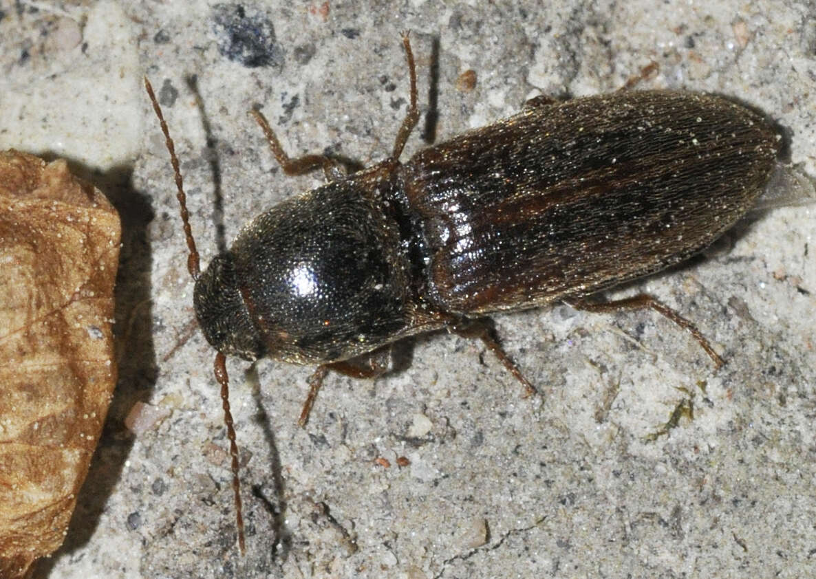 Image of Agriotes pallidulus