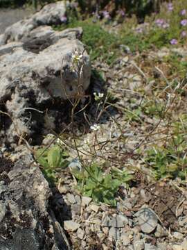 Image of alpine rockcress