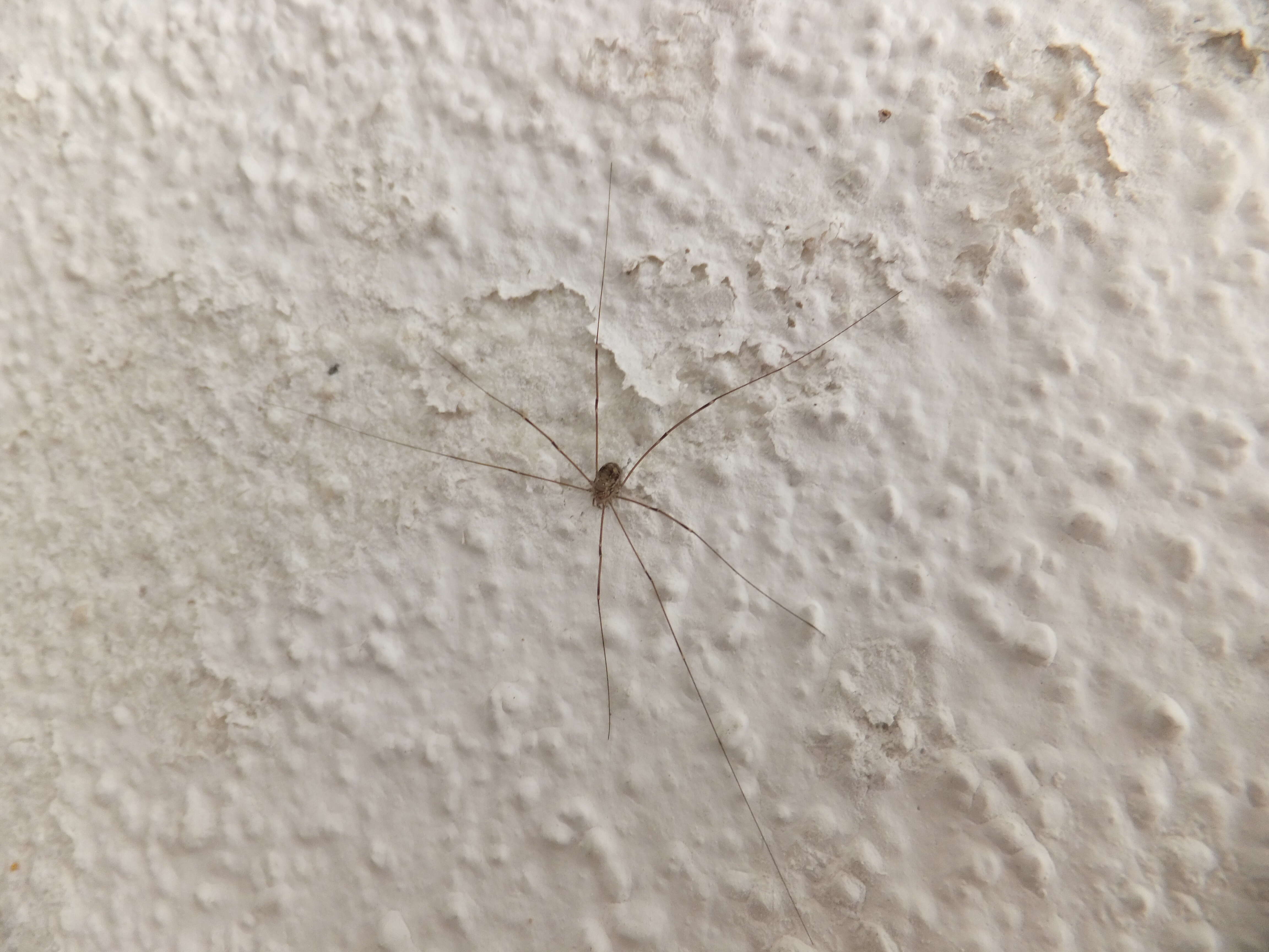 Image of Daddy-long-legs