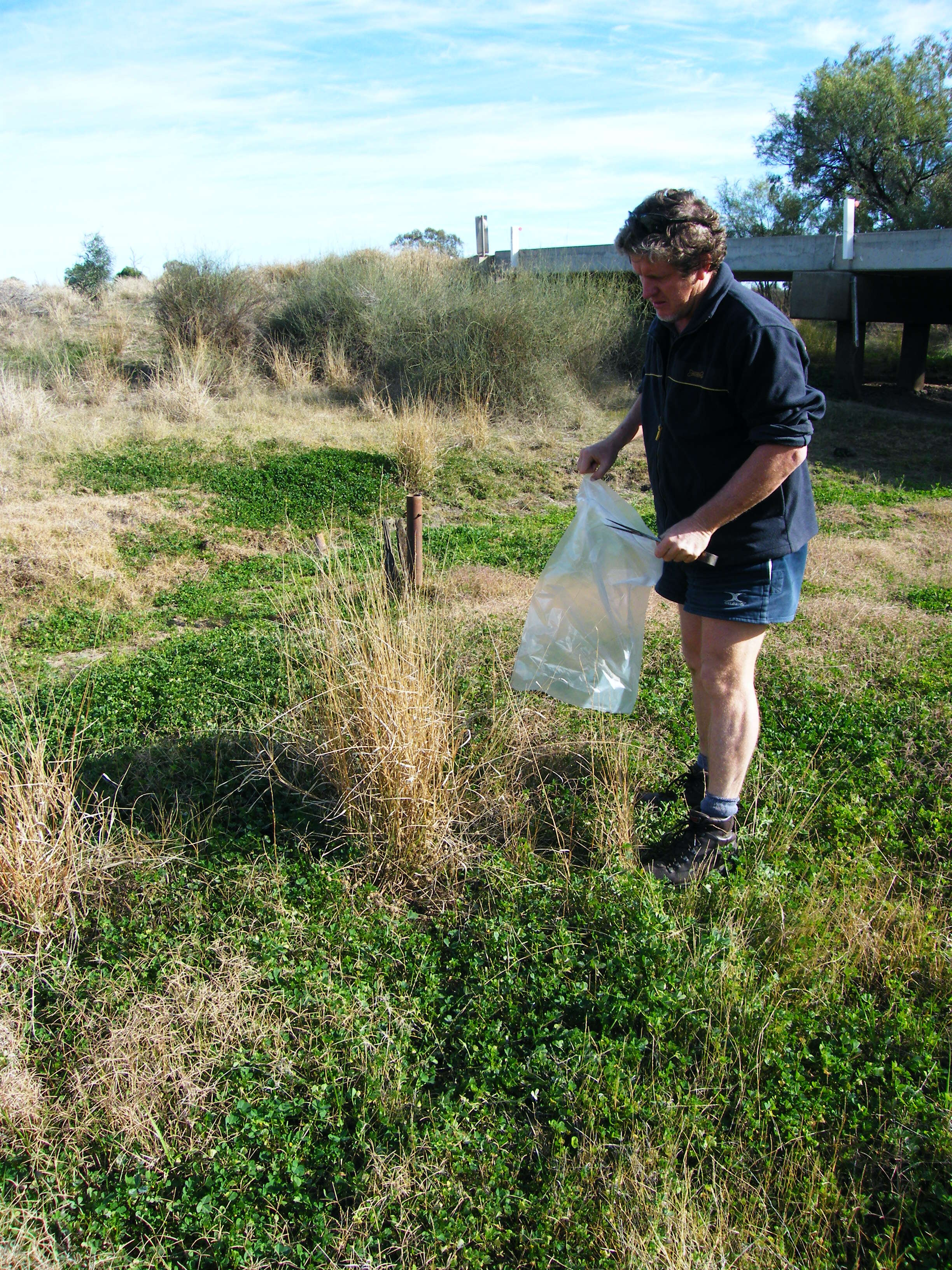 Image of burclover