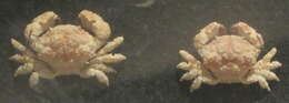 Image of Actaea