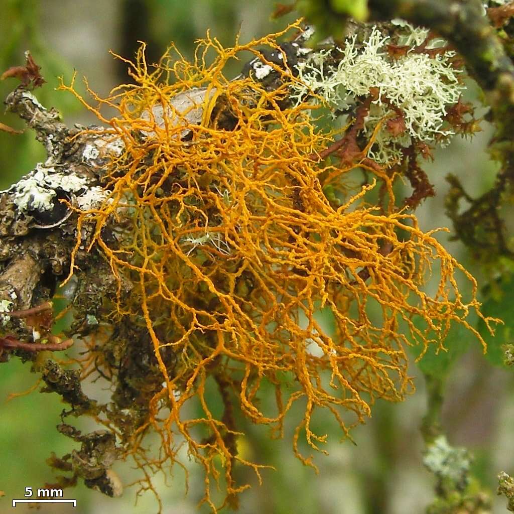 Image of teloschistes lichen